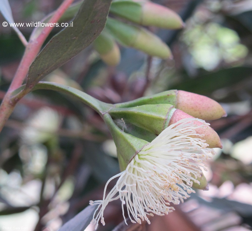 Eucalyptus steedmanii